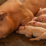 CSR in Zimbabwe: Cultivating Sustainable Agriculture & Youth Futures